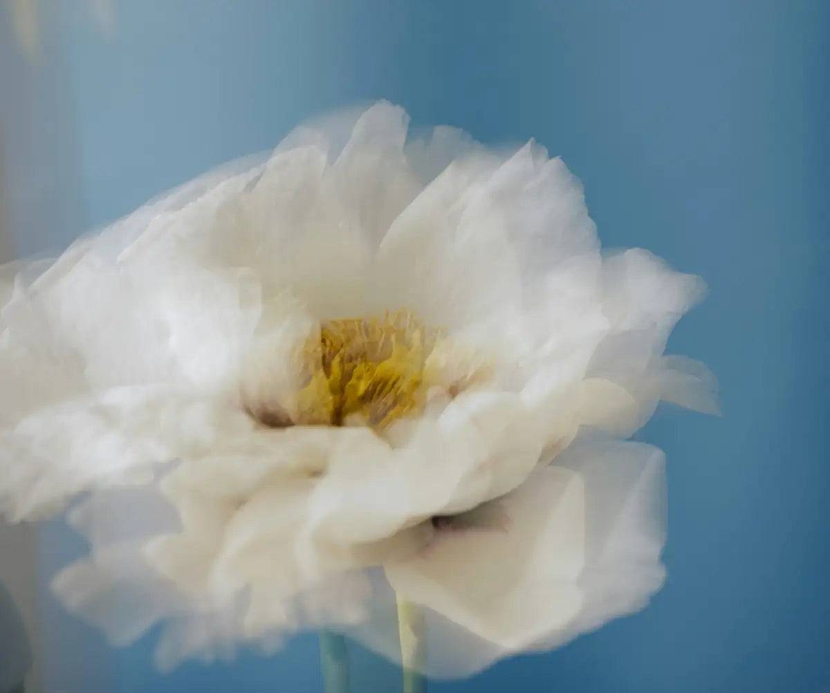 Soft blue background with white flower symbolizing calm and purity in holistic skincare